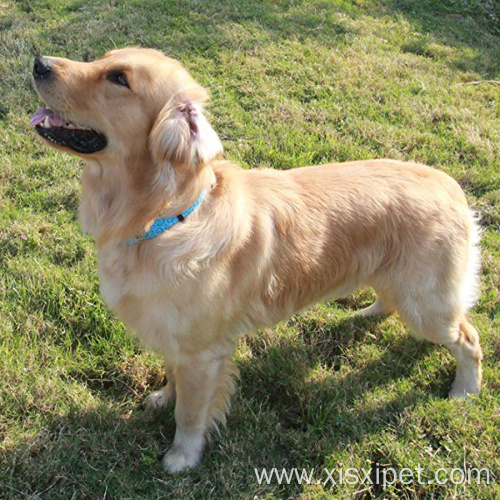 Unique Pattern Martingale Dog Collar Soft